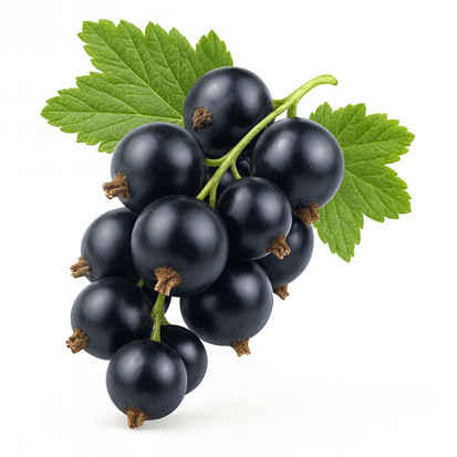Grosellas negras