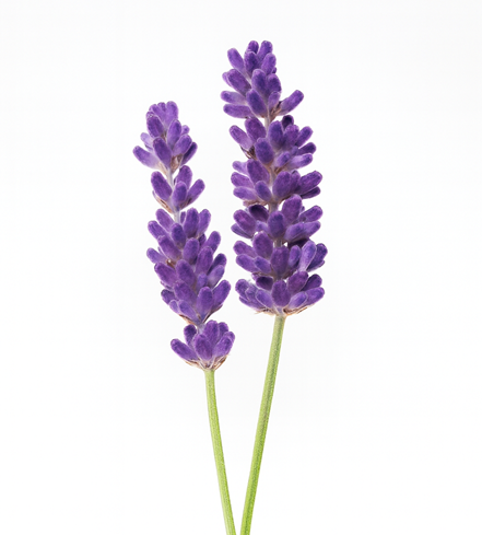 Lavanda
